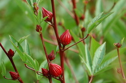 Roselle2028329.jpg